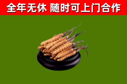 娄烦回收散虫草