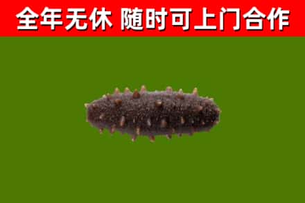 娄烦回收海参干